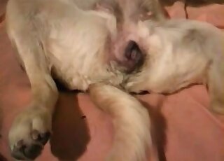 Trained beast is ready to get real dirty on camera