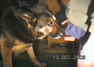 Licking a dick is the best thing for a sexy animal