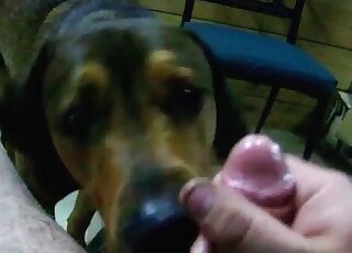 Pet is ready to lick my cock for the camera too