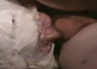 Marvelous sex activity with my exquisite goat
