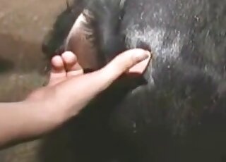 Farm bestiality with a best-looking zoophile hoe