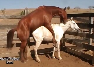 Horses are getting pleasure in the doggy style pose