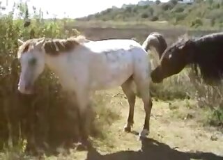 Horse fuck scene featuring some kinky fuckery