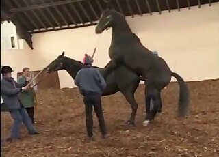 Two ponies having astonishing sex in doggy