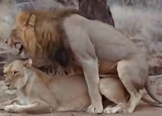 Creature screwing among tigers and horny lions