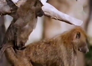 Outdoor fuck scene with a bunch of hot monkey