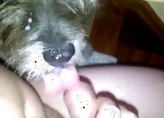 A little youthful pup is licking his huge nuts