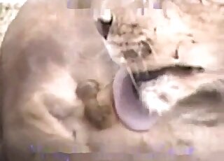 Awesome porno movie with zoophilic action