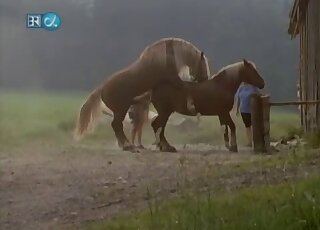 Spycam fuckery with a really horny zoophile