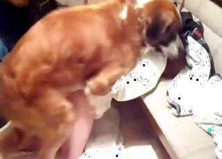 Tight opening gets fucked by a brown beast here