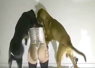 Tasteful and slim slut gets screwed violently