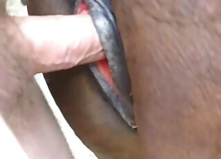 Sweet man and his horse have impressive sex action
