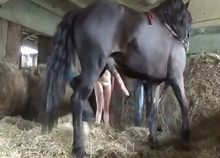 Horse cock getting pleasured by a nerdy zoophile