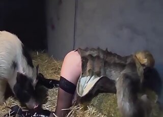 Pig uses its corkscrew cock to fuck a tight twat