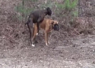 Brown dog gets fucked by a black dog outside
