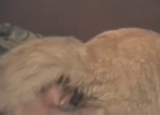 Cat-themed zoo porn with HARD anal fingering