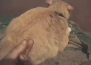 Cat-themed zoo porn with HARD anal fingering