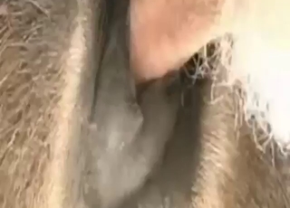 Pasty zoophile fucking a farm beast harder