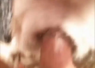 Husky is going to get penetrated by a dick