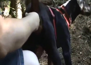 สัตว์ร้ายสีดำกำลังจะโดนนิ้วแทงอย่างหนัก