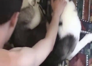 Bestiality porn showing him fucking a sexy mutt