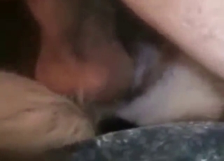 หนังโป๊สุดเซ็กซี่ของคนรักสัตว์กับสุนัขพันธุ์เยอรมันเชพเพิร์ด