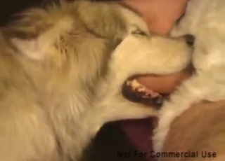 Full natural cock slides in dog's hot throat
