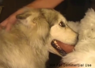 Dude's cock slides in the dog's eager throat