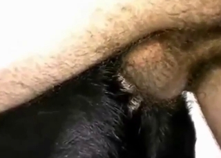 Zoo porn movie with dog pussy getting gaped