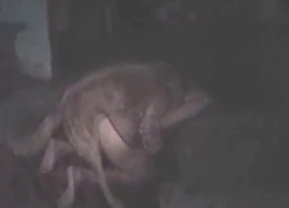 Dog-banging babe is gonna get her phat vag ruined