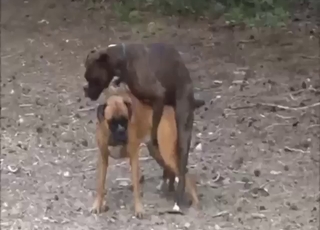 Zoo sex gets intense with two crazy horny dogs