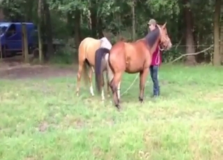 Bestiality sex with a stallion that fucks mares
