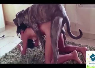 Truly loads of hard thrusts in dog sex compilation