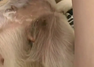 Crazy zoo porn showing his dick, dog's hot hole