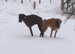 คนรักสัตว์ทุกคนควรดูวิดีโอการร่วมรักกับสุนัขตัวนี้