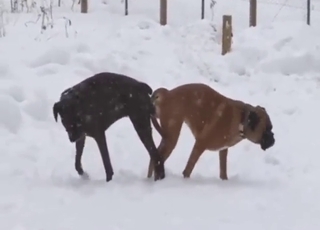 Each zoophile ought to watch this dog fuck vid