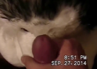 Dude puts his dick in a plush Husky's hot hole