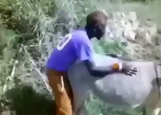 Donkey's cunt gets fucked by a horny dude