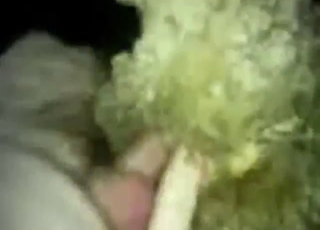 مشهد جنس خروف مع رجل يمارس الجنس معه بقوة