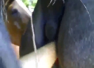 Dude fisting that mare's huge-ass pussy hard