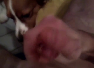 POV pleasure session with a dog that sucks dick