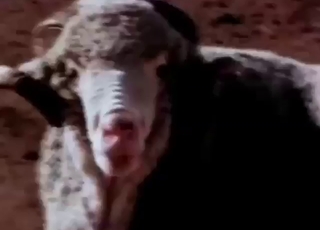Brilliant bang scene with a bunch of sexy sheep