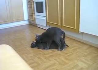 Titanic cat cock slides in the pussy's pussy