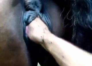 Mare takes sweet FIST inside its hot pussy