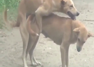 Hot and heavy bestiality porn with two dogs