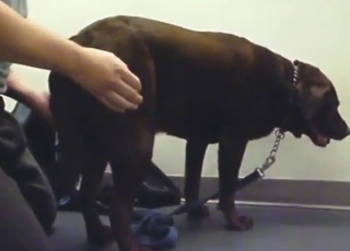 สัตว์เซ็กซี่กำลังจะเอาจู๋จากด้านหลัง