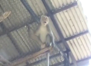 Compilation of kink with a monkey jerking off