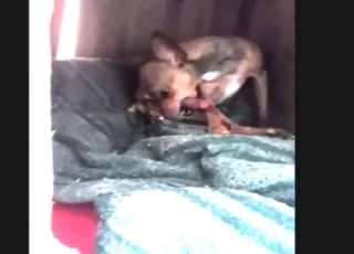 ไก่ตัวใหญ่ของชิวาวาที่ถูกใจสัตว์ร้าย