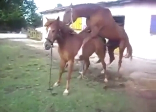 Mare vs stallion in zoo XXX with orgasms