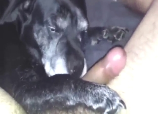 Dog invents a reason to lick this dick thoroughly